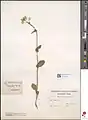 Brassica campestris • کلم زراعی