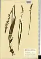 Dactylorhiza iberica • غده انگشتی برگ باریک