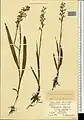 Dactylorhiza iberica • غده انگشتی برگ باریک