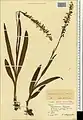 Dactylorhiza iberica • غده انگشتی برگ باریک