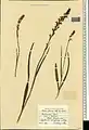 Dactylorhiza iberica • غده انگشتی برگ باریک