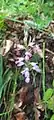 Dactylorhiza iberica • غده انگشتی برگ باریک