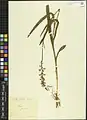 Dactylorhiza iberica • غده انگشتی برگ باریک