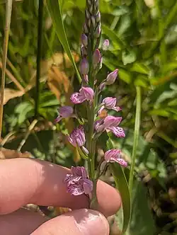 Dactylorhiza iberica • غده انگشتی برگ باریک