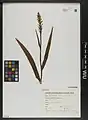 Dactylorhiza iberica • غده انگشتی برگ باریک