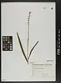 Dactylorhiza iberica • غده انگشتی برگ باریک