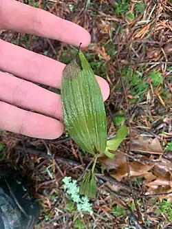 Epipactis helleborine • خربقی
