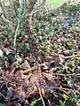 Epipactis helleborine • خربقی