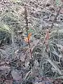 Epipactis helleborine • خربقی