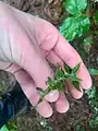 Epipactis helleborine • خربقی