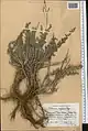 Artemisia oliveriana • درمنه موتهای