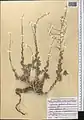 Artemisia oliveriana • درمنه موتهای