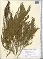 Artemisia oliveriana • درمنه موتهای