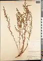 Artemisia oliveriana • درمنه موتهای