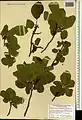 Rhamnus cornifolia • سیاهتنگرس صخرهروی