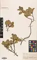 Rhamnus cornifolia • سیاهتنگرس صخرهروی