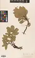Rhamnus cornifolia • سیاهتنگرس صخرهروی