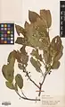 Rhamnus cornifolia • سیاهتنگرس صخرهروی