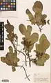 Rhamnus cornifolia • سیاهتنگرس صخرهروی