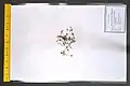 Spergula fallax • افتانی