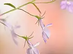 پاستیلی‌های خوش‌دلی