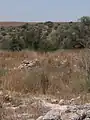نمای کلی ذکرین