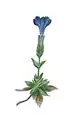 کوشاد بهاری(Gentiana verna)