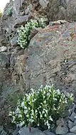 قشمار چینگه