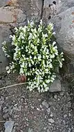 قشمار چینگه