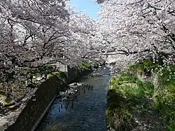 Gojō-gawa river and ساکورا