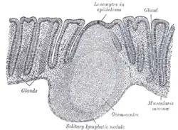 Section of mucous membrane of human rectum.
