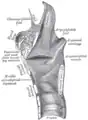 Sagittal section of the larynx and upper part of the trachea.
