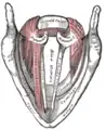 Muscles of the larynx, seen from above.