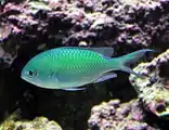 Chromis viridis