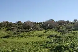 بقایای هوشه در زمستان ۲۰۱۰