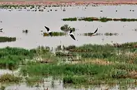 دسته‌ای از پرندگان در میان پوشش سبز مرداب