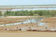 چوب‌پاها در آب تالاب