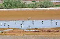 گروهی از پرندگان کنارآبزی در حاشیهٔ آب