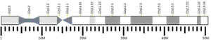 کروموزوم ۲۲ (انسان)