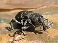 Hylobius abietis