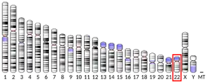 کروموزوم ۲۲ (انسان)