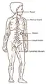 Lymphatic system
