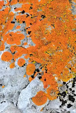 lichen photographed in Antarctica