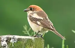 سنگ‌چشم سرحنایی