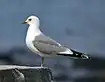 کاکایی نوک‌سبز