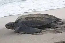 لاک‌پشت دریایی پشت‌چرمی (Dermochelys coriacea)