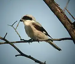 سنگ‌چشم خاکستری کوچک