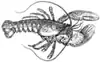 Lobster