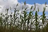 A local Malawian variety of sorghum