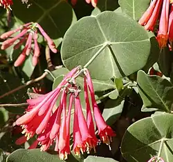 برگ‌هایی که کاملاً ساقه را دوره کرده‌اند (به انگلیسی: Perfoliate)